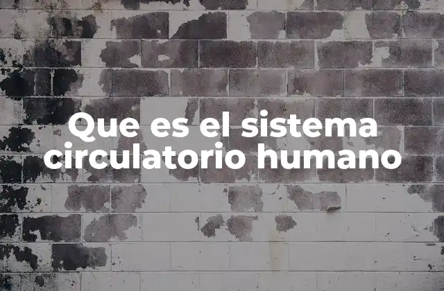 Que es el Sistema Circulatorio Humano