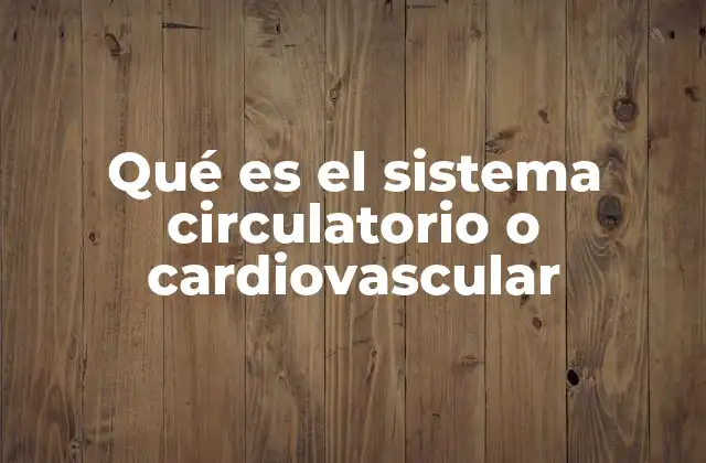 Qué es el Sistema Circulatorio o Cardiovascular 2 La red viva que mantiene en movimiento al cuerpo humano