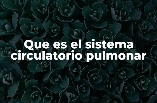 Que es el Sistema Circulatorio Pulmonar