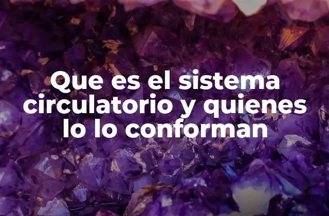 Que es el Sistema Circulatorio y Quienes Lo Lo Conforman