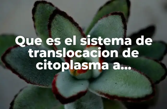 Que es el Sistema de Translocacion de Citoplasma a Mitocondria
