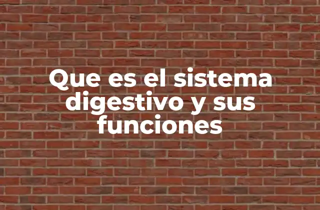 Cómo funciona el sistema digestivo