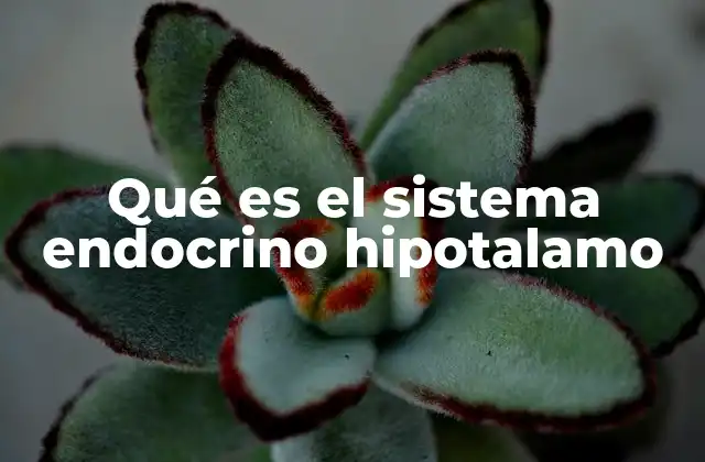 Qué es el Sistema Endocrino Hipotalamo
