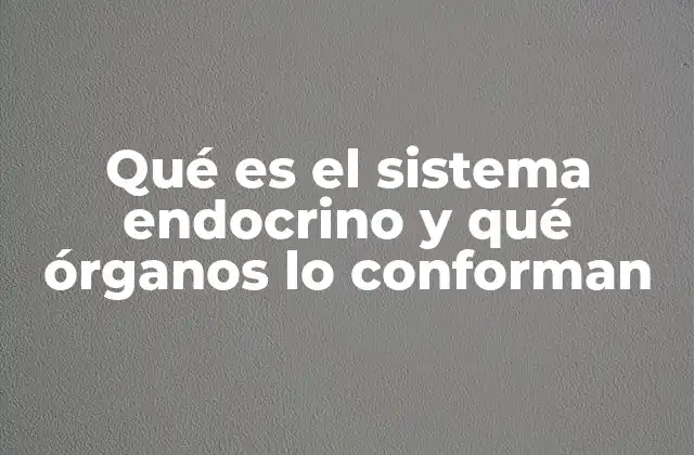 Qué es el Sistema Endocrino y Qué Órganos Lo Conforman
