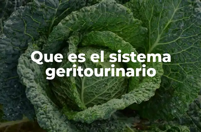 Que es el Sistema Geritourinario