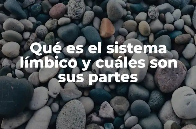 Qué es el Sistema Límbico y Cuáles Son Sus Partes