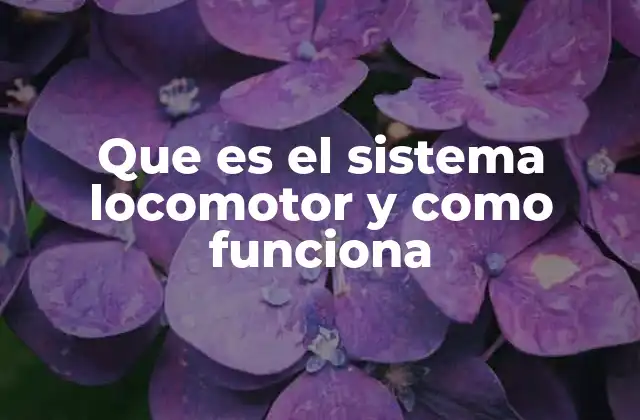 Que es el Sistema Locomotor y como Funciona