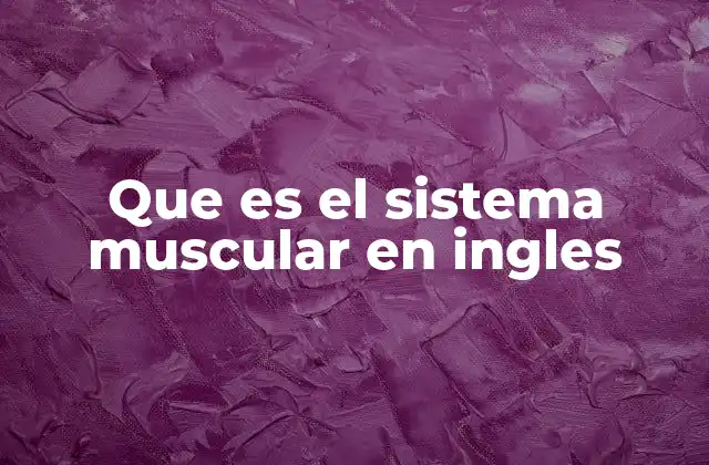 Que es el Sistema Muscular en Ingles
