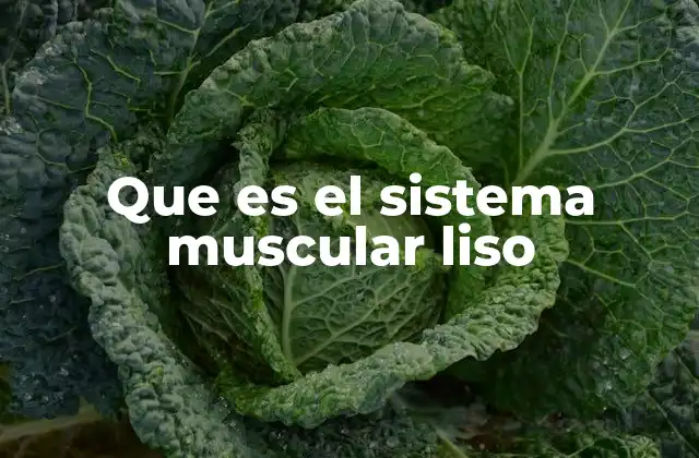 Que es el Sistema Muscular Liso