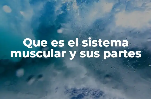 Que es el Sistema Muscular y Sus Partes 2 El papel del sistema muscular en el cuerpo humano