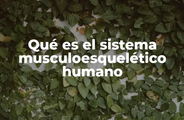Qué es el Sistema Musculoesquelético Humano