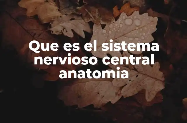 Que es el Sistema Nervioso Central Anatomia