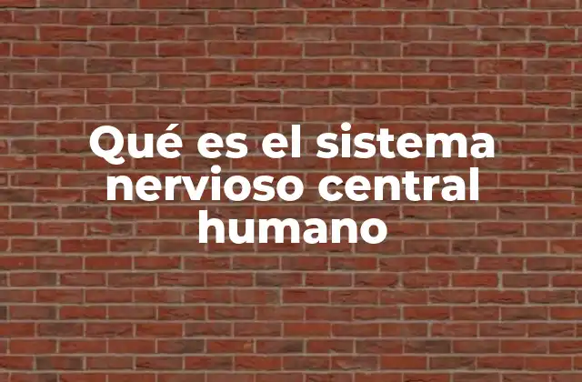 Qué es el Sistema Nervioso Central Humano 2 La arquitectura del sistema nervioso central