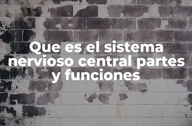 Que es el Sistema Nervioso Central Partes y Funciones