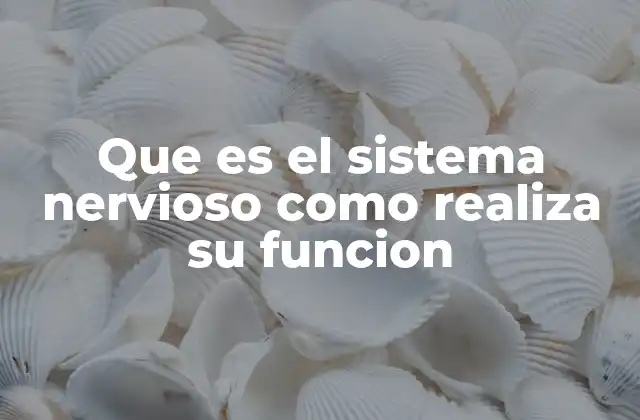 Que es el Sistema Nervioso como Realiza Su Funcion 2 El sistema nervioso y su papel en la coordinación del cuerpo