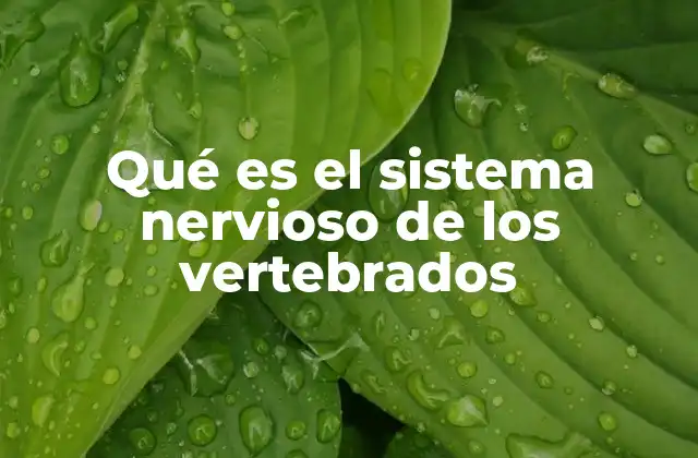 Qué es el Sistema Nervioso de los Vertebrados