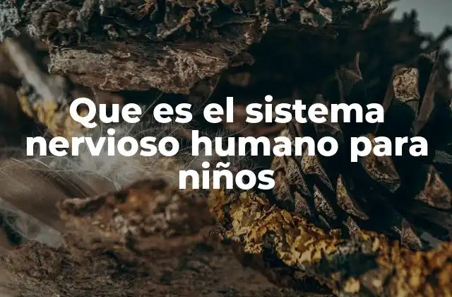 Que es el Sistema Nervioso Humano para Niños