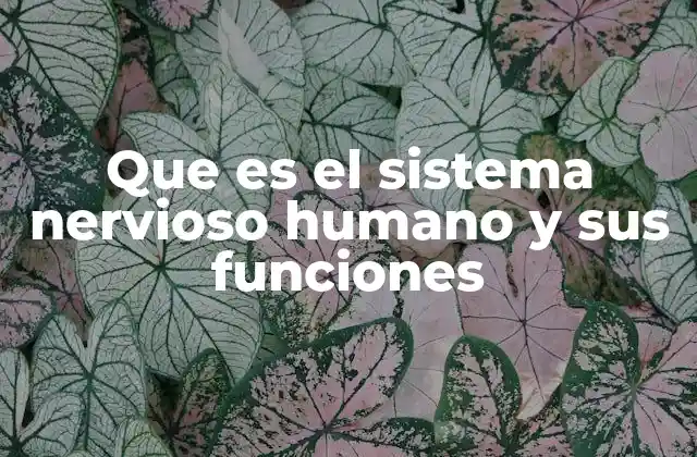 Que es el Sistema Nervioso Humano y Sus Funciones
