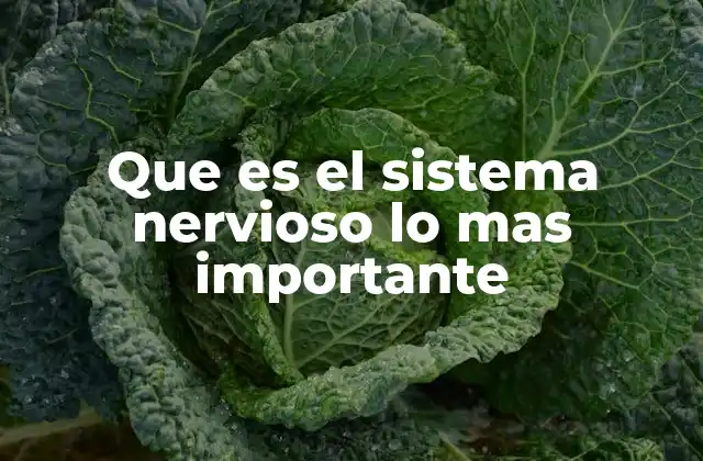 Que es el Sistema Nervioso Lo mas Importante