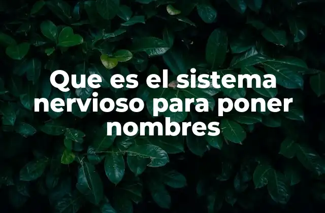 Que es el Sistema Nervioso para Poner Nombres 2 La importancia de comprender el sistema nervioso