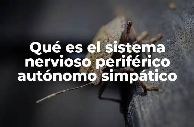 Qué es el Sistema Nervioso Periférico Autónomo Simpático