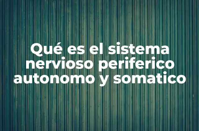 Qué es el Sistema Nervioso Periferico Autonomo y Somatico