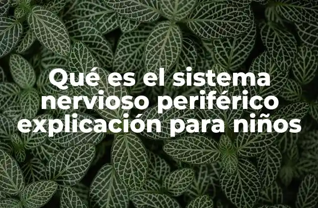 Qué es el Sistema Nervioso Periférico Explicación para Niños