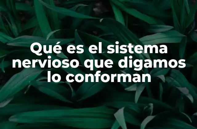 Qué es el Sistema Nervioso que Digamos Lo Conforman