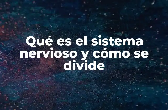 Qué es el Sistema Nervioso y Cómo Se Divide