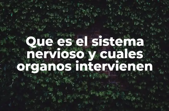 Que es el Sistema Nervioso y Cuales Organos Intervienen