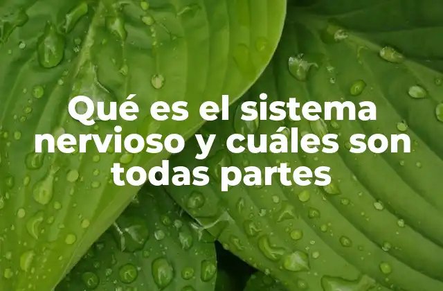 La organización del sistema nervioso y su importancia