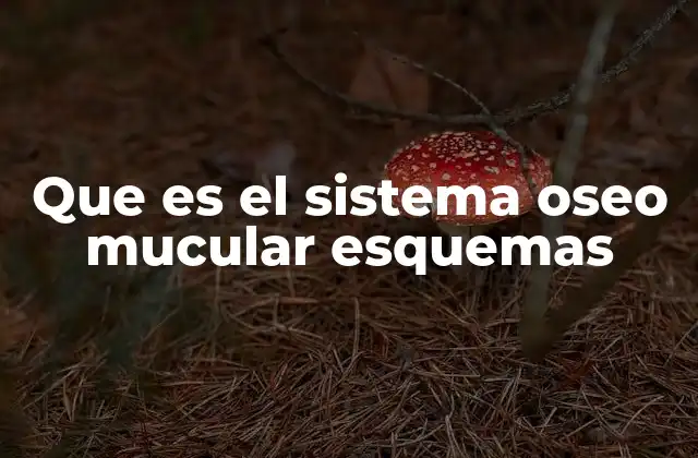 Que es el Sistema Oseo Mucular Esquemas 2 La relación entre huesos y músculos en el cuerpo humano