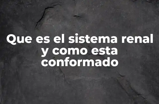 Que es el Sistema Renal y como Esta Conformado 2 La importancia del sistema renal en el equilibrio corporal