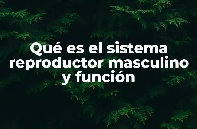 Qué es el Sistema Reproductor Masculino y Función 2 El funcionamiento del sistema reproductor masculino