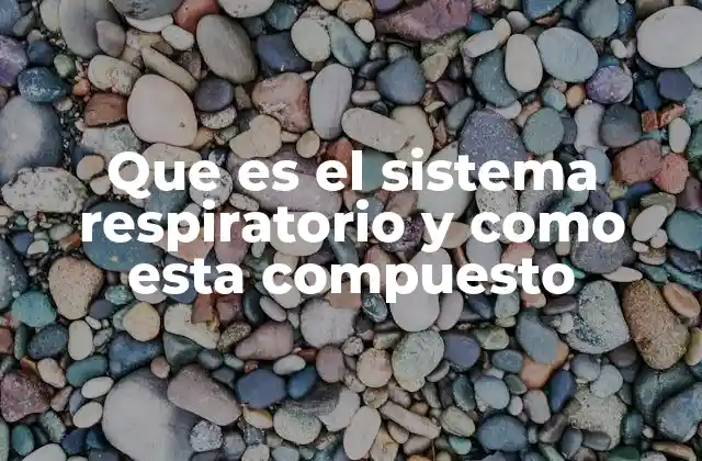 La estructura del sistema respiratorio