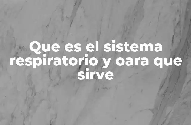 Que es el Sistema Respiratorio y Oara que Sirve 2 Cómo funciona el sistema respiratorio en el cuerpo humano