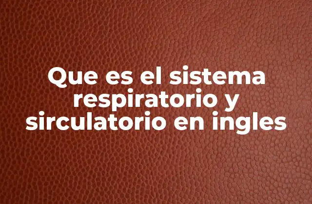 Que es el Sistema Respiratorio y Sirculatorio en Ingles