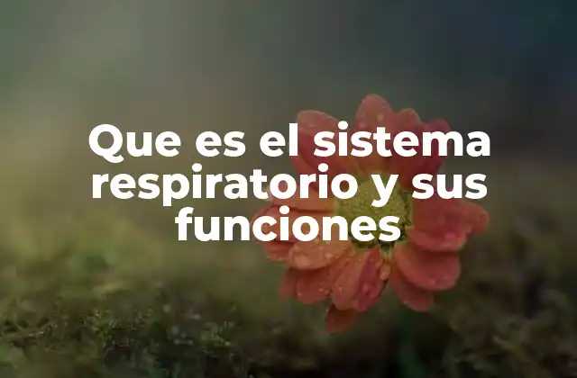 Que es el Sistema Respiratorio y Sus Funciones
