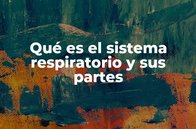 Qué es el Sistema Respiratorio y Sus Partes