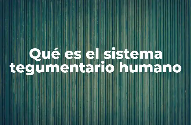 Qué es el Sistema Tegumentario Humano