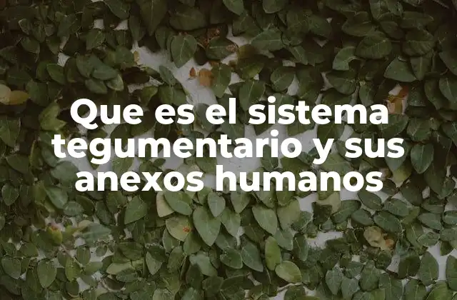 Que es el Sistema Tegumentario y Sus Anexos Humanos