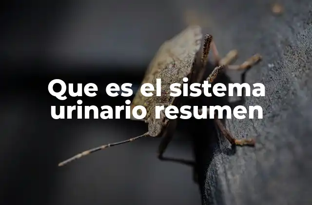 Que es el Sistema Urinario Resumen