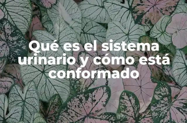 Qué es el Sistema Urinario y Cómo Está Conformado