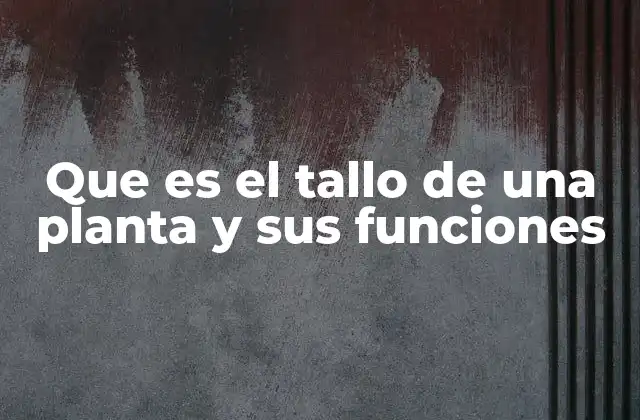 Que es el Tallo de una Planta y Sus Funciones