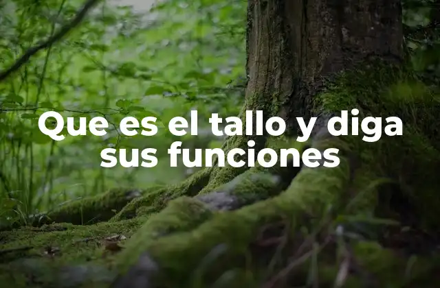 Que es el Tallo y Diga Sus Funciones