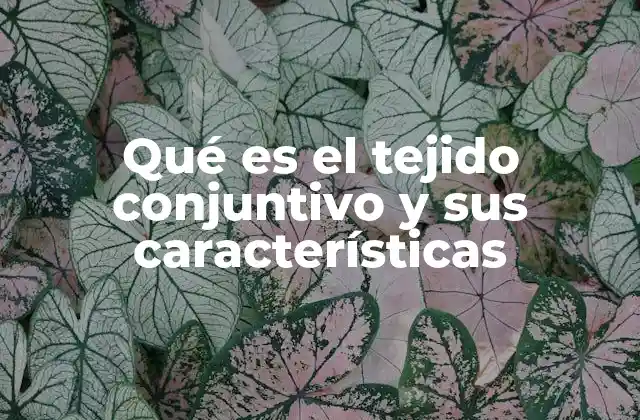 Qué es el Tejido Conjuntivo y Sus Características