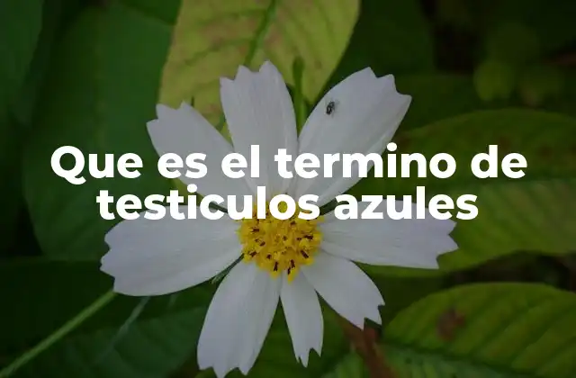 Que es el Termino de Testiculos Azules
