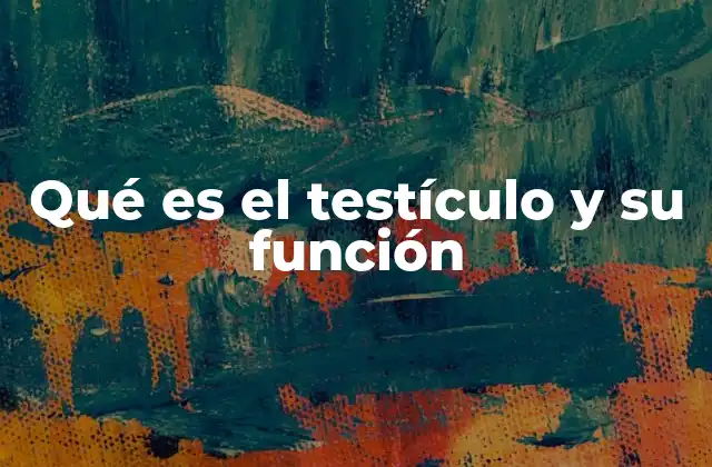 Qué es el Testículo y Su Función