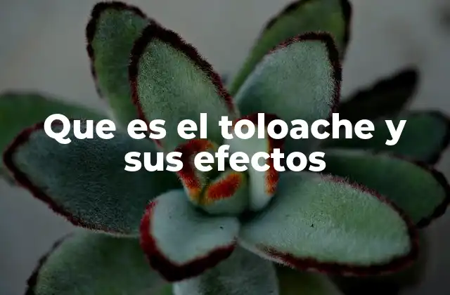 Que es el Toloache y Sus Efectos