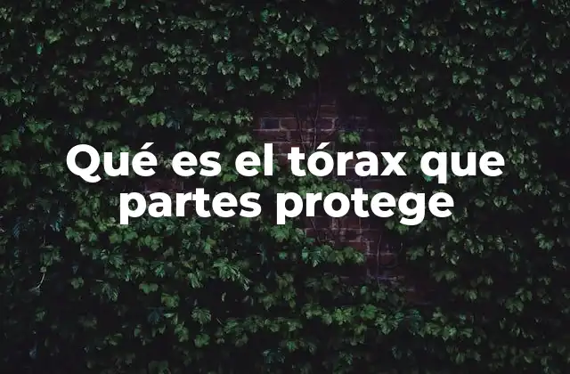 Qué es el Tórax que Partes Protege 2 Estructura anatómica del tórax y sus componentes